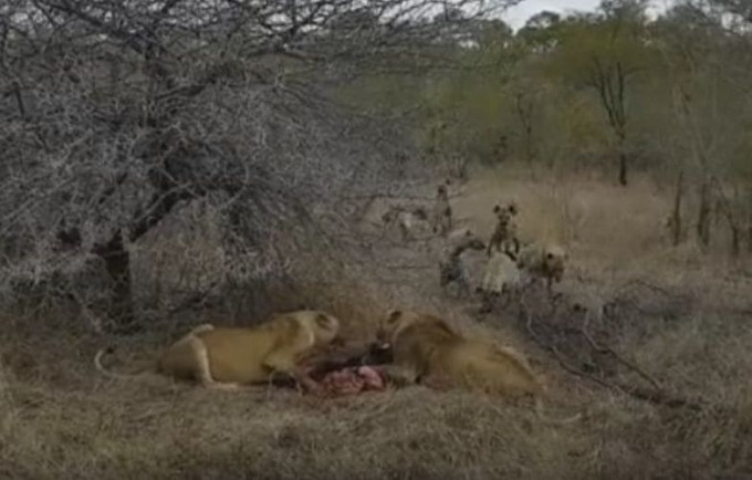Стая гиен повергла в бегство двух львиц, утоляющих голод после охоты (Видео)