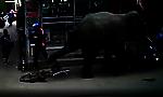 Злющий слон атаковал пешеходов и разбросал мопеды в Индии