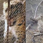 Двух леопардов, забравшихся в жилища, поймали в разных частях Индии (Видео)
