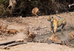 Неудачная охота: тигр устроил засаду на оленей в индийском заповеднике (Видео)
