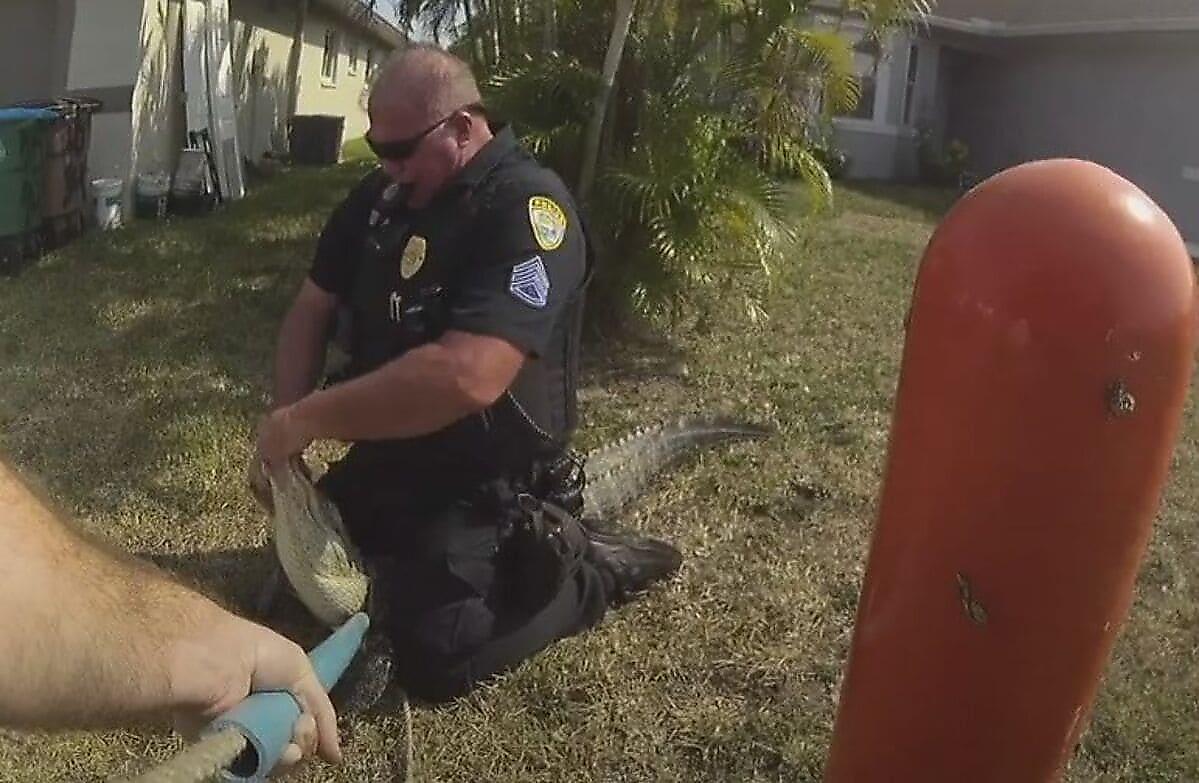 Полицейский оседлал и арестовал крокодила, забравшегося в частное владение