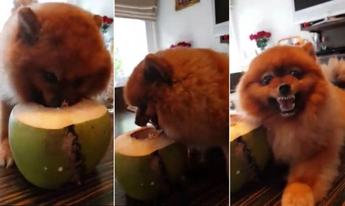 Пёс - кокософил проживает в Тайланде (Видео)