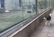 Пёс не испугался тигра и принял участие в забеге возле вольера в китайском зоопарке (Видео)