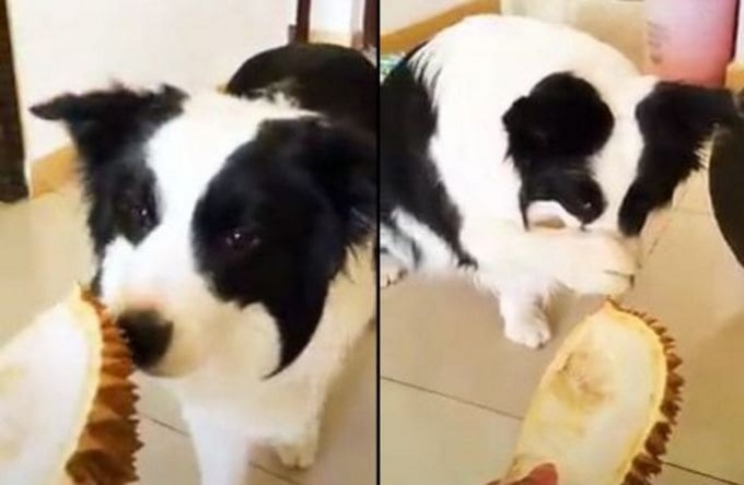 Собачья «радость»: любознательный пёс испытал разочарование от экзотического фрукта (Видео)