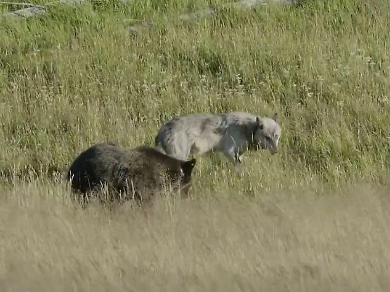 Два медведя ограбили волка и отогнали его от туши лося в американском заповеднике ▶