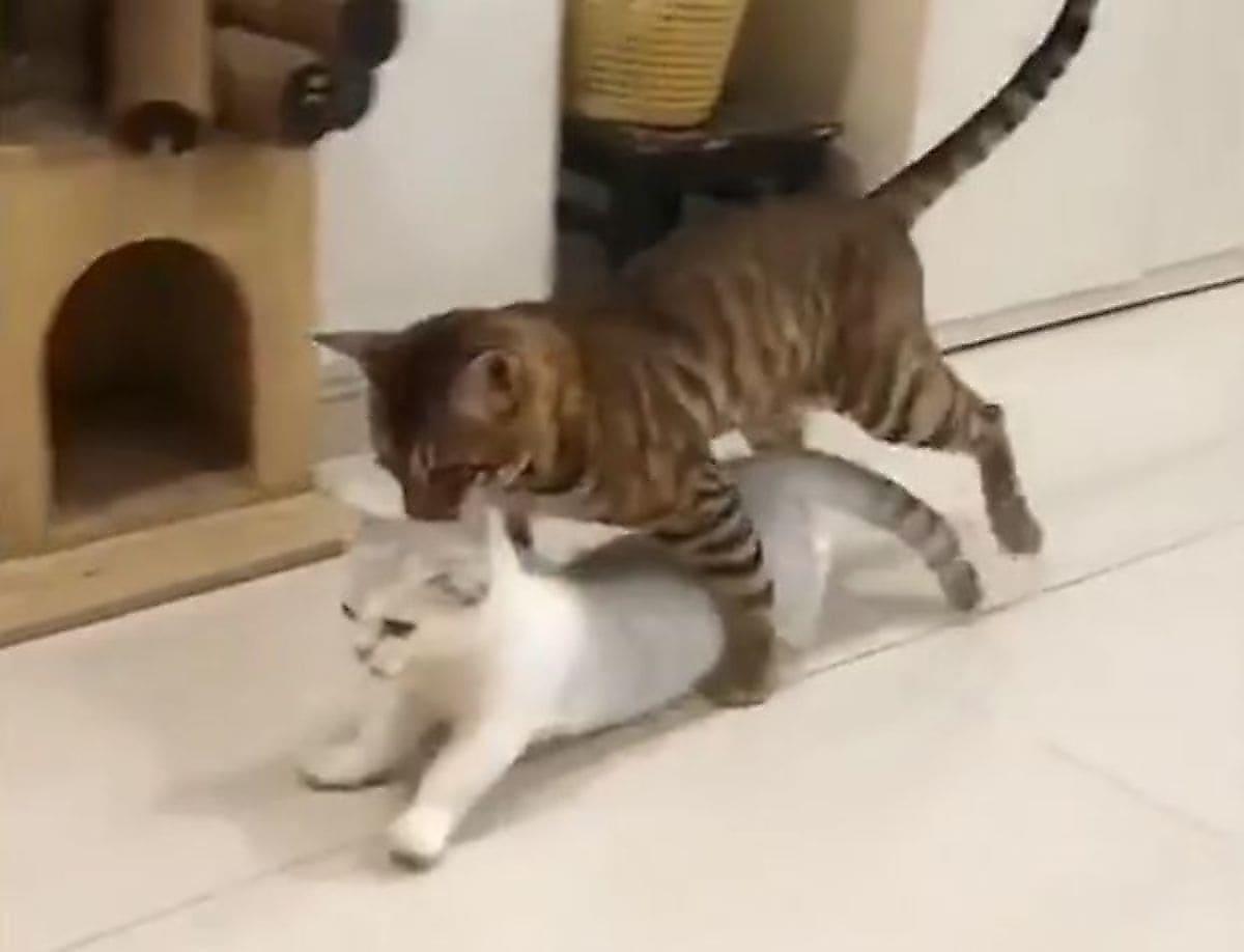 Доминирующий кот силой уволок свою соплеменницу