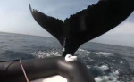 Хвост огромного кита преградил путь туристам на лодке у побережья Канады (Видео)