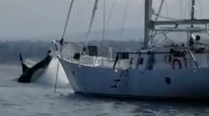 Косатка разбила две лодки у канадского побережья (Видео)