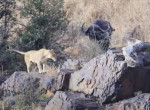 Львица посидела рядом с буйволом, а затем устроила погоню за ним и его соплеменниками - видео