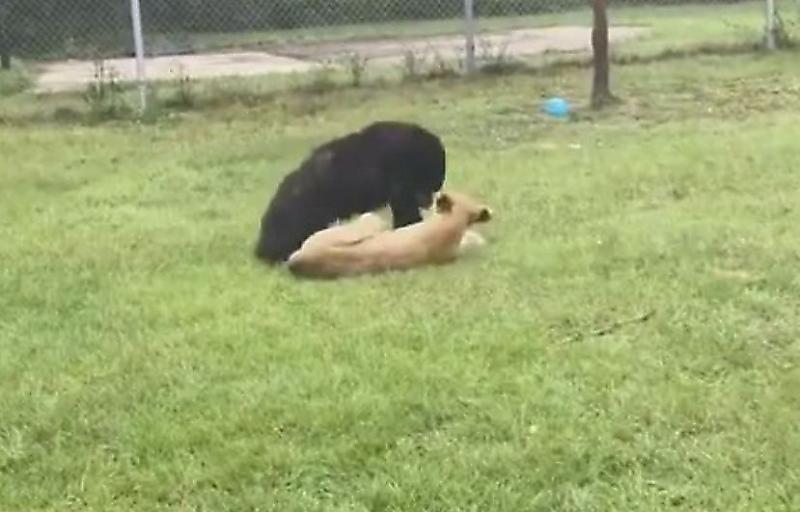 Медвежонок поборол игривого львёнка и напал на хозяина питомника ▶