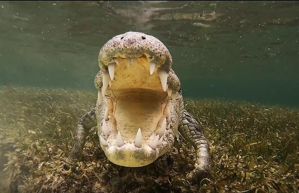 Мексиканский экстремал запечатлел очень близкое знакомство с крокодилом