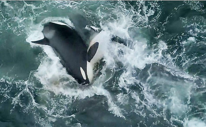 Orcas vs sperm whales