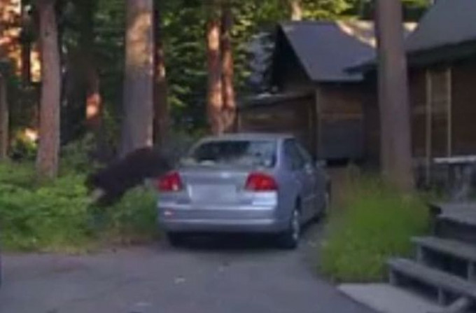 Полицейский расстрелял автомобиль, чтобы освободить медведя (Видео)