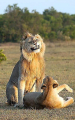 Турист подсмотрел за львом, ухаживающим за своей пассией в Кении 5