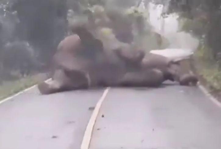 Разбуженный на середине дороги слон, прогнал нарушителей своего спокойствия ▶