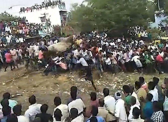 Бешеный бык пробежал по людской толпе в Индии ▶