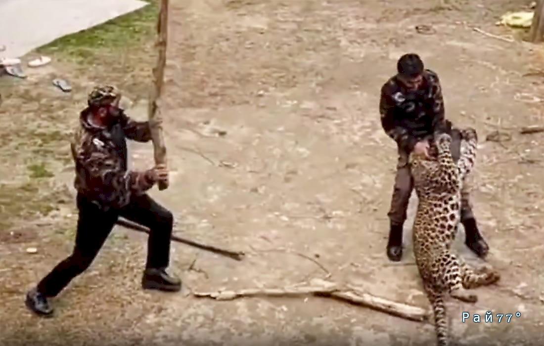 Леопард нагрянул в индийскую деревню и покалечил лесничих