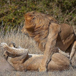 Битву за потомство между львами и львицами сфотографировал африканский гид