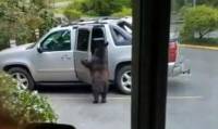 Медведь, забравшийся в автомобиль, вывел на эмоции автовладельца в США (Видео)