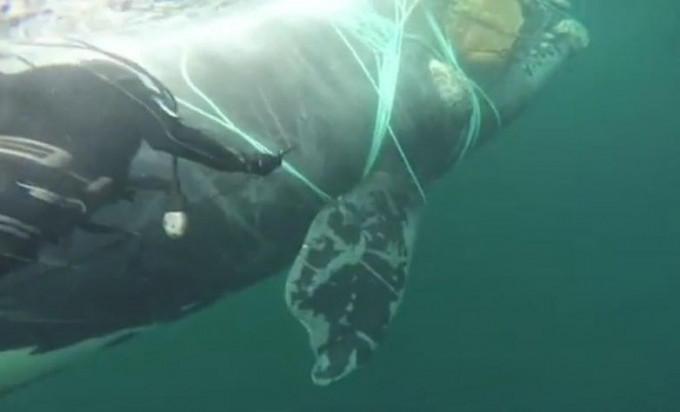 Операция по спасению кита, запутавшегося в рыбацких сетях, была проведена у побережья Чили (Видео)
