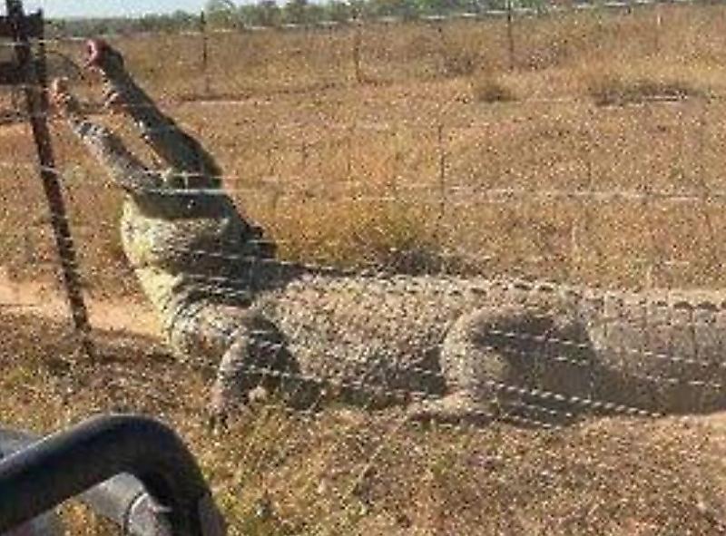 Забор из колючей проволоки спас австралийца от подкравшегося сзади крокодила