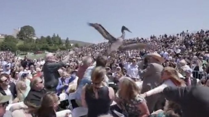 Два пеликана совершили приземление на головы выпускников в университете Калифорнии (Видео)