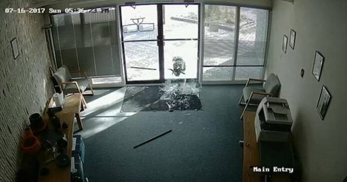 Рогатый вандал разбил стеклянные двери офиса американской компании. (Видео)