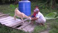 Коза произвела на свет одноглазого детёныша в Малайзии. (Видео) 2