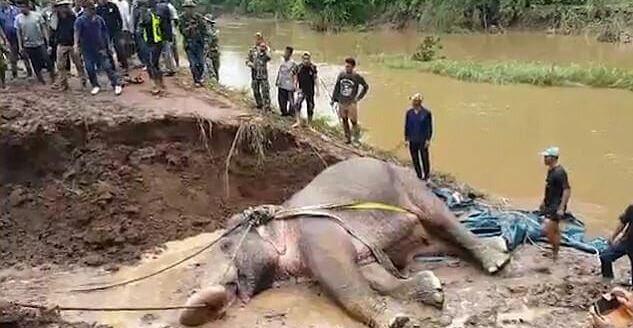 Слон, застрявший в реке в течение 24 часов, был спасен в Таиланде. (Видео)