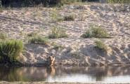 Двадцать львов, выстроившись в цепочку, утолили жажду в южноафриканском парке Крюгера. (Видео) 4