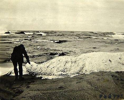 25 октября 1924 года в Маргит (Южная Африка) на берег вымыло необычное морское существо.