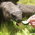 Самая старая в мире черепаха, обитающая на острове Святой Елены оказалась «геем» 3