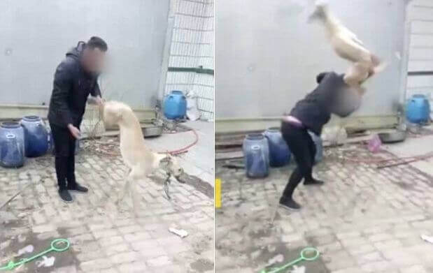 Шок*! Китайский живодёр убил свою борзую, которая проиграла в собачьем забеге. (Видео)