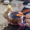 Попугай - барабанщик прославил своего хозяина в интернете. (Видео)