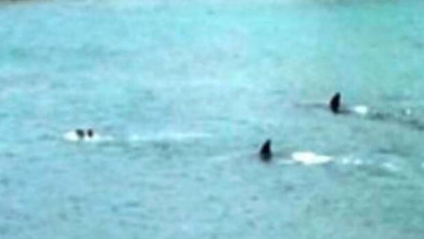 Косатки напугали двух детей, проплыв рядом с ними у побережья в Новой Зеландии (Видео)