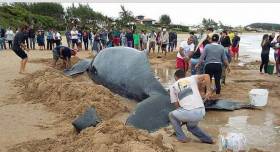Несколько десятков человек приняли участие в спасении детёныша горбатого кита, выброшенного на берег в Бразилии (Видео) 1