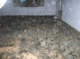 10976 лучистых черепах были обнаружены в особняке на Мадагаскаре 1
