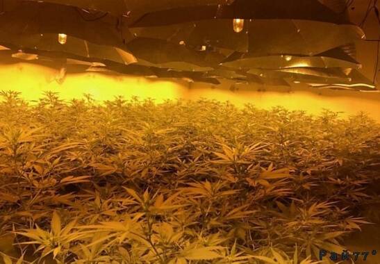 Британские полицейские обнаружили плантацию марихуаны в подземном, ядерном бункере.