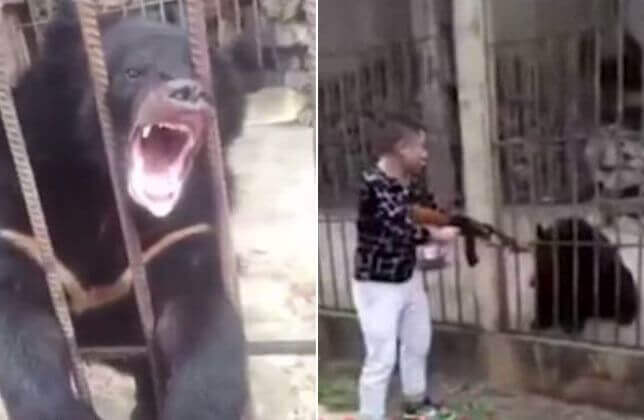 (ШОК*!) Китайский турист с автоматом убил из любопытства редкого медведя в Мьянме. (Видео)