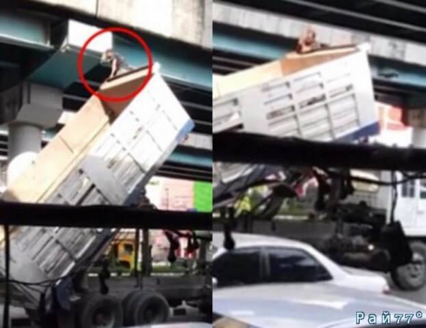 Водитель грузовика заметил маленького котёнка, забравшегося на 10-метровую высоту опоры моста в городе Бангкоке.
