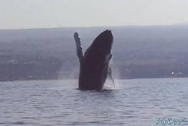 Горбатый кит поприветствовал байдарочников у берегов Гавайских островов. (Видео)