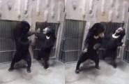Медведица нокаутировала своего детёныша в японском зоопарке (Видео)