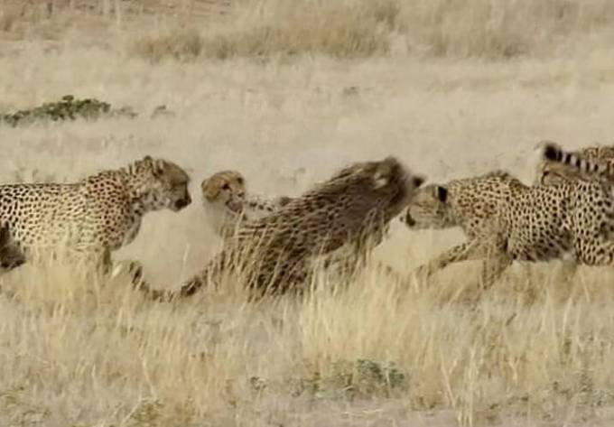 Драка гепардов, не поделивших территорию, попала на видеокамеру в заповеднике Южной Африки (Видео)