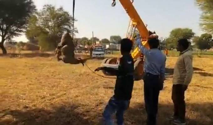 Азиатская антилопа, упавшая в глубокий колодец, была спасена в Индии. (Видео)