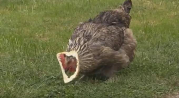 Запасливая курица покорила интернет (Видео)