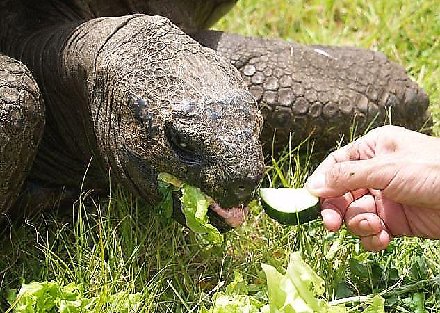 Самая старая в мире черепаха, обитающая на острове Святой Елены оказалась «геем»