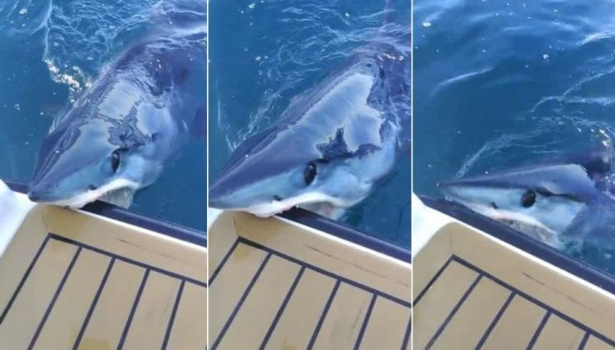 Акула мако проверила на прочность лодку новозеландского экстремала (Видео)