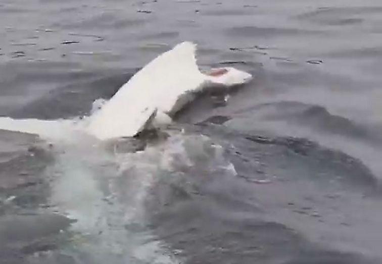 Акула, устроившая заплыв на спине, удивила туристов у побережья Австралии ▶
