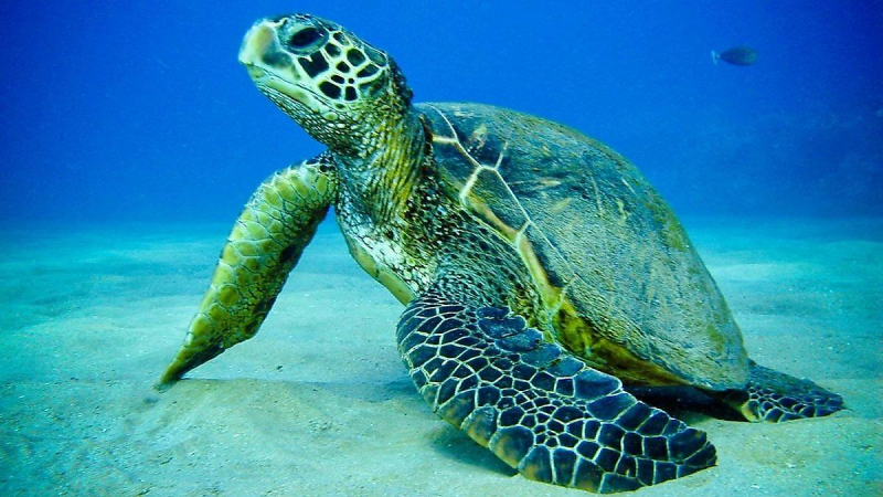 Черепаха не стала менять места гнездования и отложила яйца на недавно построенном аэродроме на Мальдивах
