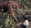 Орангутан протянул руку помощи змеелову на Борнео 1